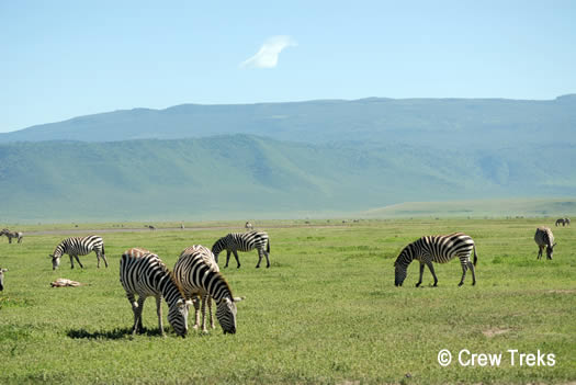 african safari ngorongoro Crater